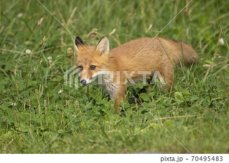 あどけない小狐の写真素材