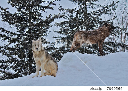 雪の上の狼の写真素材