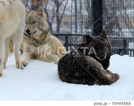 冬の狼の写真素材