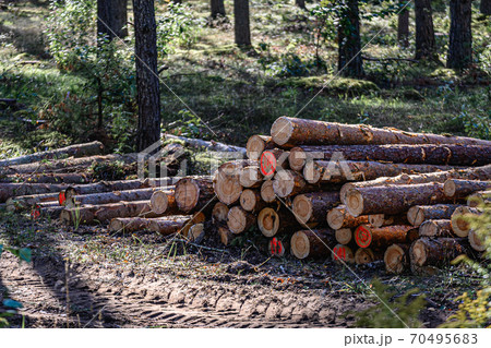 tree trunk piles with a muddy forest road. Logs in the forest. tree trunk piles with a muddy forest road. Logs in the forest. 70495683