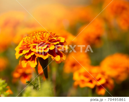 マリーゴールド　花畑 70495861