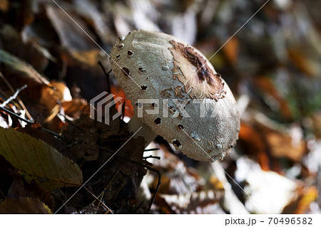 Parasol mushroom (Macrolepiota procera or Lepiota procera) growing in autumn forest 70496582