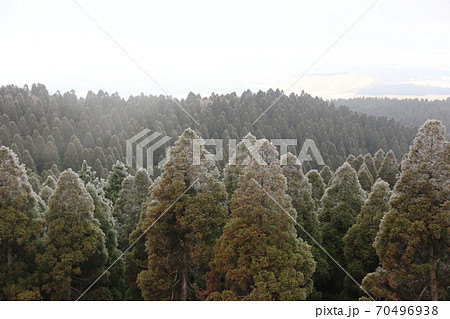 雪が積もり始めた山の木々 雪が積もり始めた山の木々 70496938