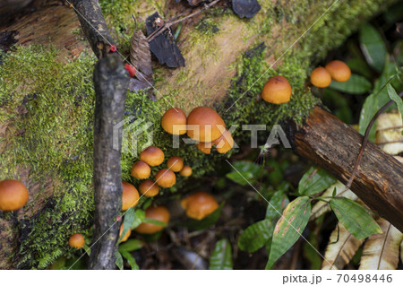 倒木に群生しているキノコの写真素材