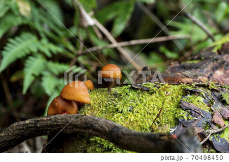 倒木に群生しているキノコの写真素材