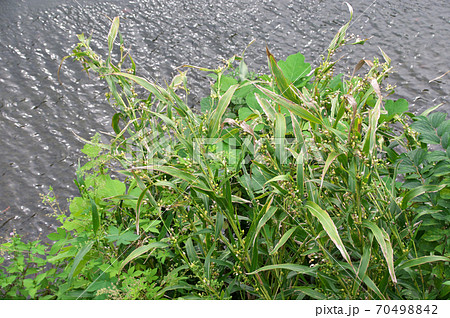 ジュズダマ 70498842