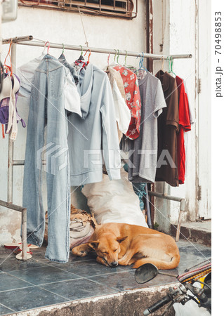 Stray ginger dog sleeps on pavement under hanger with washed clothes. Clothes dry outside on the street near road. Real life in Central Bangkok, Thailand. Stray ginger dog sleeps on pavement under hanger with washed clothes. Clothes dry outside on the street near road. Real life in Central Bangkok, Thailand. 70498853