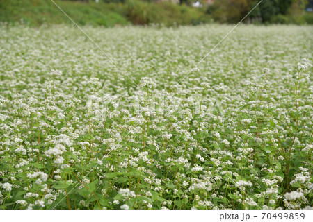 蒜山高原の蕎麦畑に咲く蕎麦の白い花 岡山県真庭市 蒜山高原の蕎麦畑に咲く蕎麦の白い花 岡山県真庭市 70499859