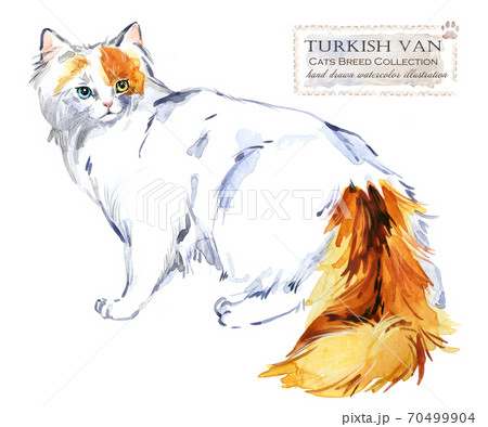 home pet. breed of Cats series. cute kitten. watercolor domestic animal illustration. home pet. breed of Cats series. cute kitten. watercolor domestic animal illustration. 70499904