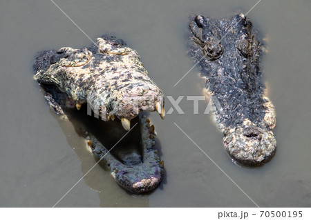 Crocodile with open mouth is looking from water. Open jaw with teeth of crocodile in water. 70500195