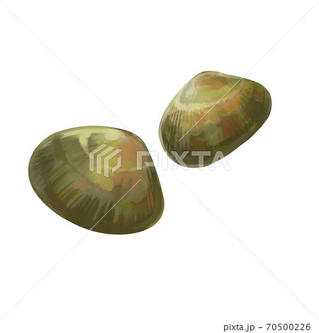 あさりのリアルなイラストのイラスト素材