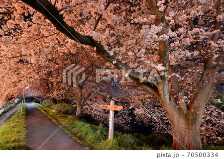 入間川リバーサイド桜並木を、商業施設のオレンジ照明で夜桜を楽しむ 入間川リバーサイド桜並木を、商業施設のオレンジ照明で夜桜を楽しむ 70500334