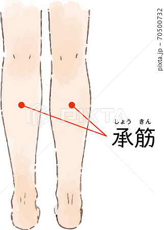 ツボ・経穴「承筋」の手描き風イラスト 70500732