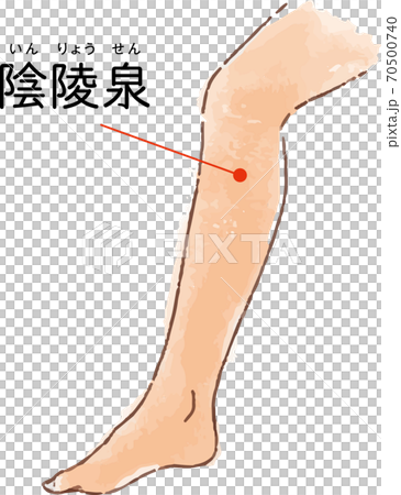 ツボ・経穴「陰陵泉」の手描き風イラスト 70500740