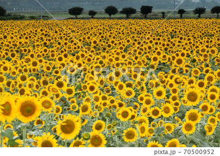 岡山県笠岡市笠岡ベイファームのヒマワリ 70500952