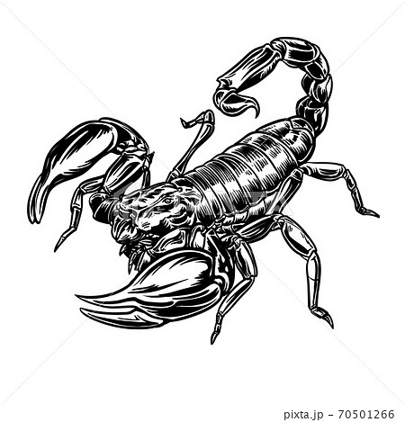 Graphical scorpion 70501266