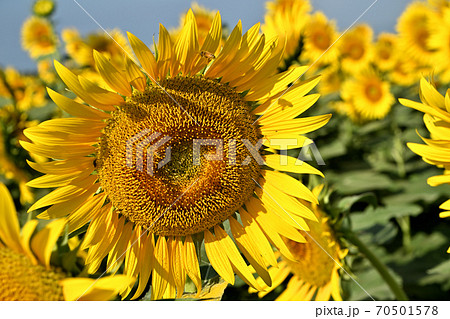 岡山県笠岡市笠岡ベイファームのヒマワリ（クローズアップ） 70501578