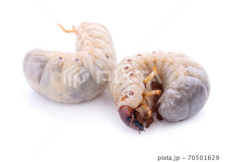 Beetle grub isolated on white background. Coconut rhinoceros beetle. Larva on white background. Beetle grub isolated on white background. Coconut rhinoceros beetle. Larva on white background. 70501629
