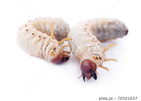 Beetle grub isolated on white background. Coconut rhinoceros beetle. Larva on white background. Beetle grub isolated on white background. Coconut rhinoceros beetle. Larva on white background. 70501637