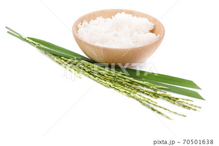 Ears of rice an isolated on white background 70501638