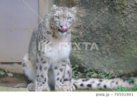 ぺろーん ぺろーん 70501901