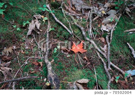 たった一つの秋 70502004