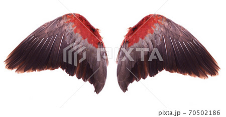 wings of birds isolated on white bacground wings of birds isolated on white bacground 70502186