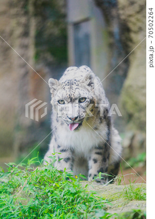 ユキヒョウ 70502264
