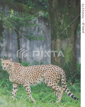 お散歩のチーター 70502270