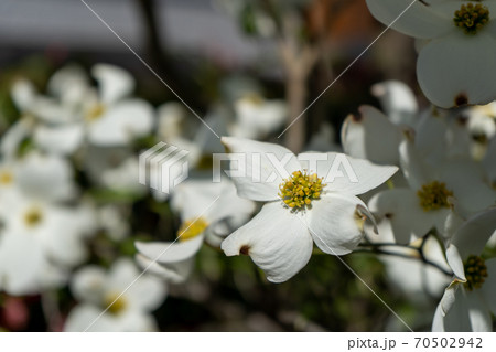 ハナミズキの花 ハナミズキの花 70502942