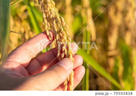 米の栽培・生産の管理チェック　イメージ　（10月） 70503838