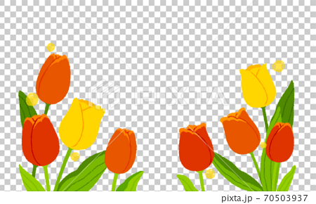 Tulip Background Transparent Stock Illustration