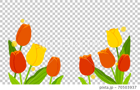 Tulip background transparent - Stock Illustration [70503937] - PIXTA