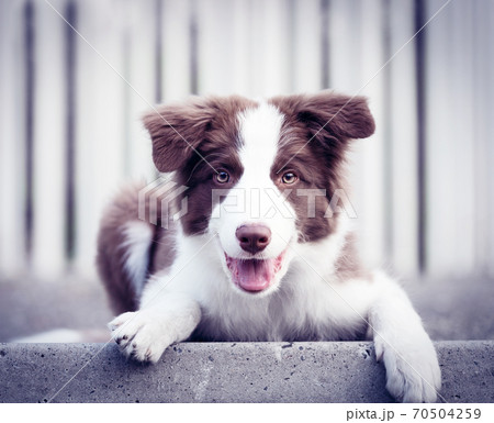 Adorable Border Collie puppy sitting on the ground. Four months old fluffy puppy in the park. 70504259