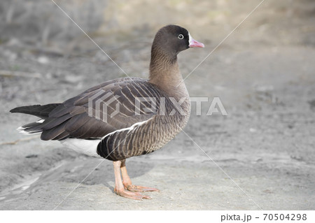 Lesser White-fronted Goose, Anser erythropus, close up view 70504298