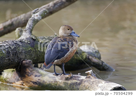 Lesser Whistling Duck, Dendrocygna javanica, resting on a log 70504299