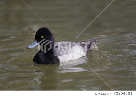 Male Lesser Scaup, Aythya affinis, relaxing on the water 70504301