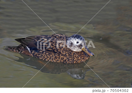 Laysan Duck, Anas laysanensis, on the water 70504302