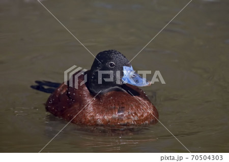 Male Lake Duck, Oxyura vittata, relaxed on the water 70504303