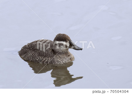 Female Lake Duck, Oxyura vittata, relaxed on the water 70504304