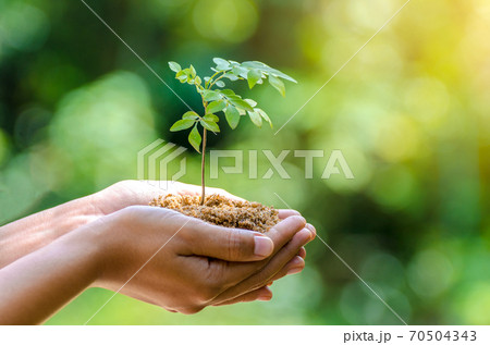 In the hands of trees growing seedlings. Bokeh green Background Female hand holding tree on nature field grass Forest conservation concept In the hands of trees growing seedlings. Bokeh green Background Female hand holding tree on nature field grass Forest conservation concept 70504343