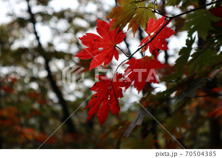 葉っぱ 葉 紅葉 70504385