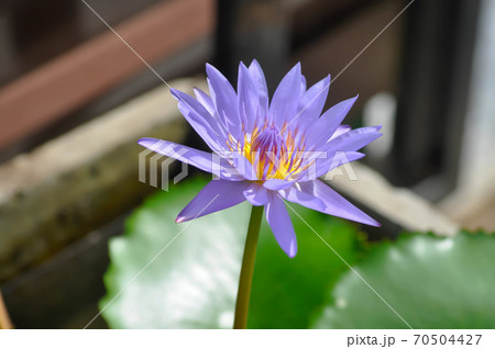 lotus or florescent purple lotus 70504427
