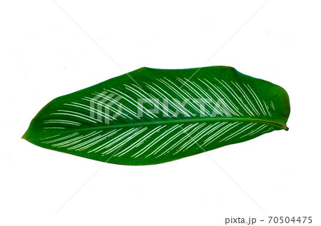 Leaves Calathea ornata pin stripe background White Isolate 70504475