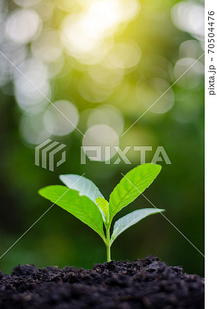 Planting seedlings young plant in the morning light on nature background 70504476