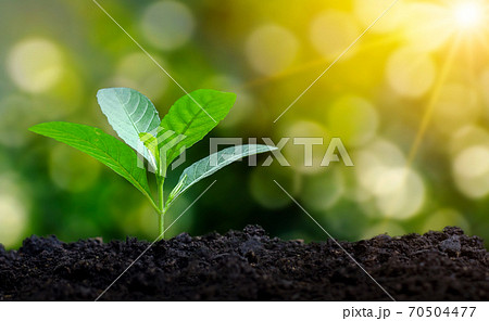 Planting seedlings young plant in the morning light on nature background 70504477