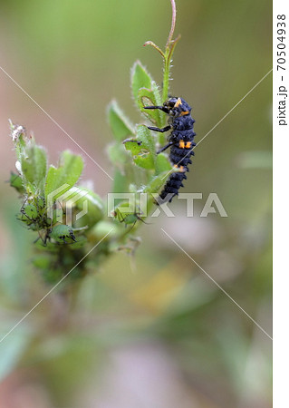 アブラムシの天敵 てんとう虫の幼虫 そら豆 の写真素材