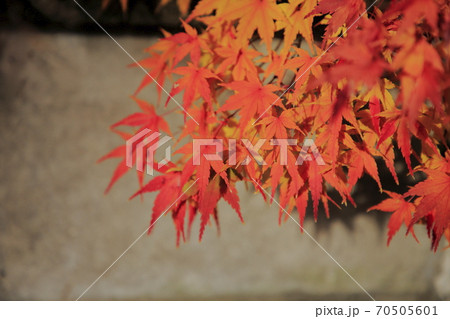 紅葉 薬師寺 足立区伊興 紅葉 薬師寺 足立区伊興 70505601