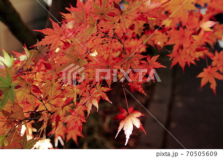 紅葉　薬師寺　足立区伊興 70505609