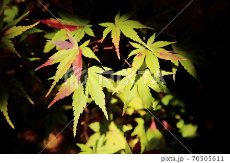 紅葉 薬師寺 足立区伊興 紅葉 薬師寺 足立区伊興 70505611